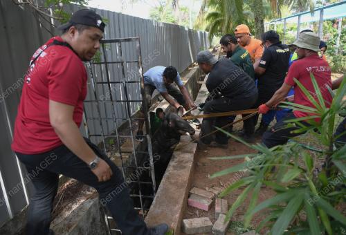 TAPIR MASUK SEKOLAH