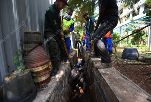 TAPIR MASUK SEKOLAH