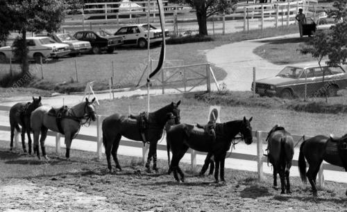 PH19_14072015_POLO