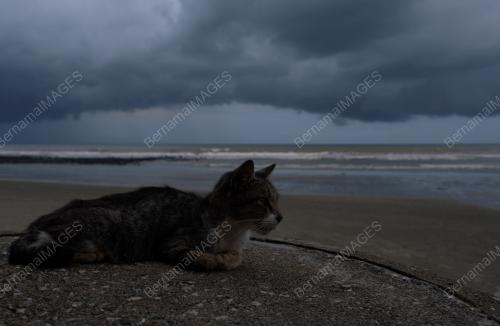 CUACA MONSUN TIMUR LAUT