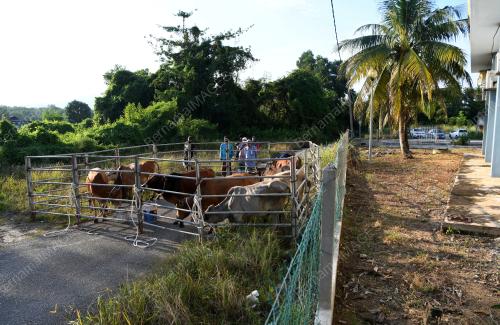 LEMBU KORBAN AIDILADHA