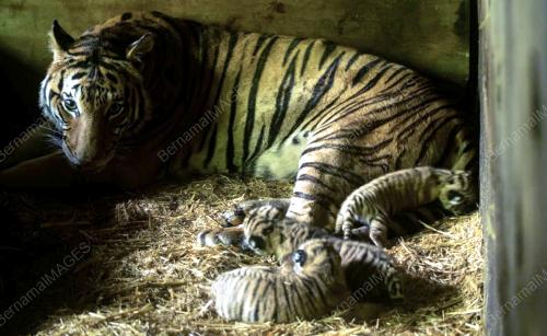 HARIMAU MALAYA