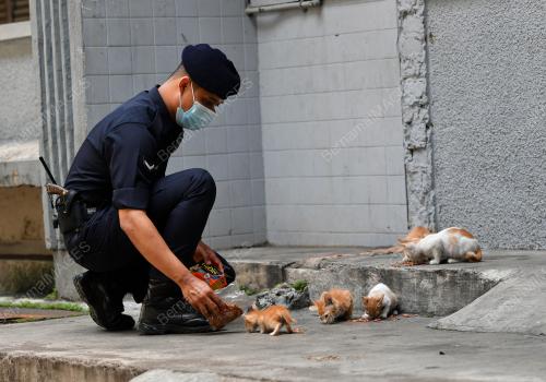 TINJAUAN KUCING JALANAN KETIKA PKP
