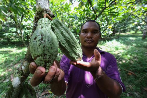 ECOPELANCONGAN KAMPUNG BESWOK