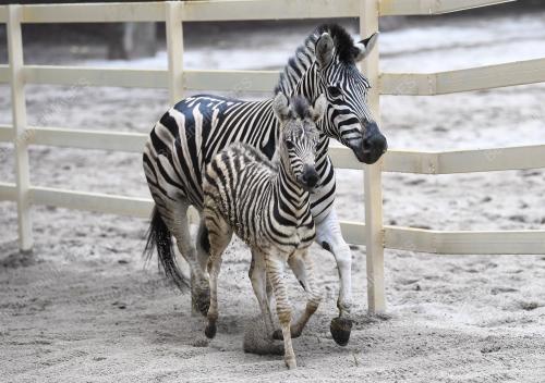PK01_06102018_ZEBRA