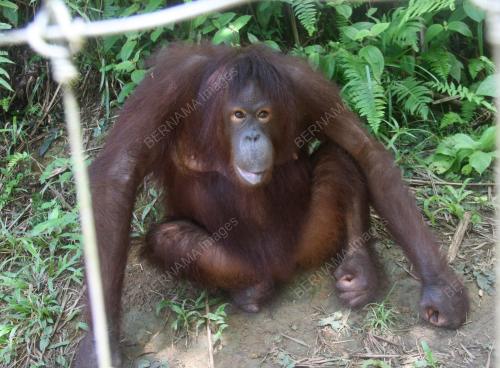 ORANG UTAN