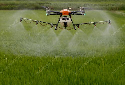 SAWAH BANTUAN