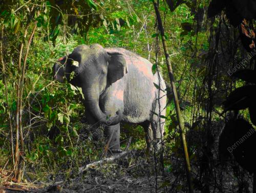 GAJAH