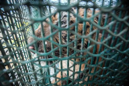 HARIMAU BELANG