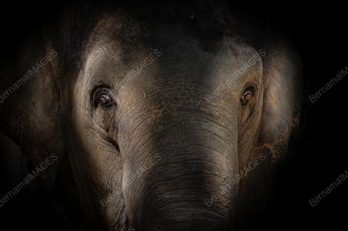 LIPUTAN KHAS KONFLIK GAJAH-MANUSIA