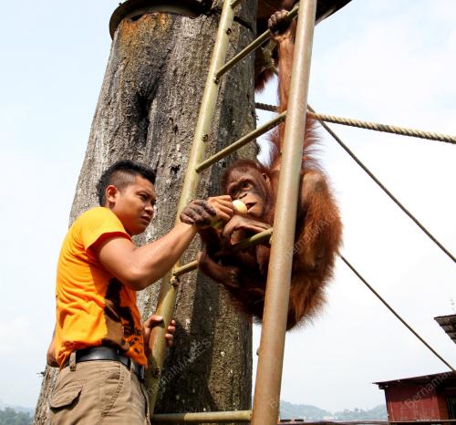 PK01_12052016_ORANG_UTAN