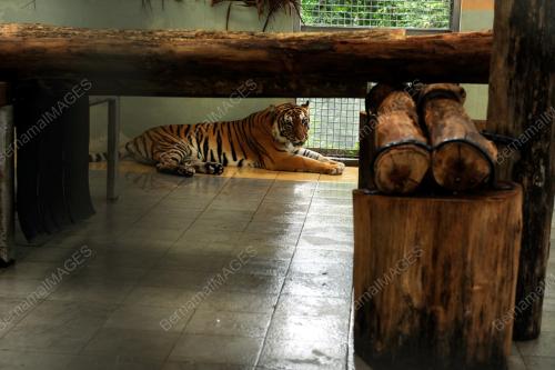 PK01_12082014_HARIMAU