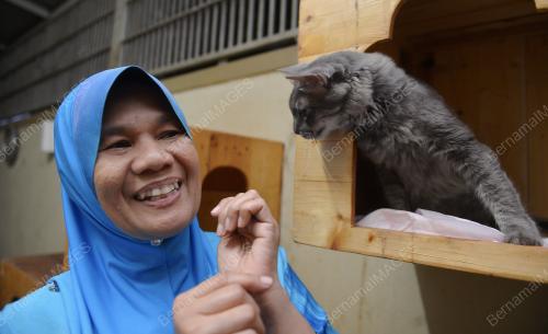 PK01_13022017_KUCING