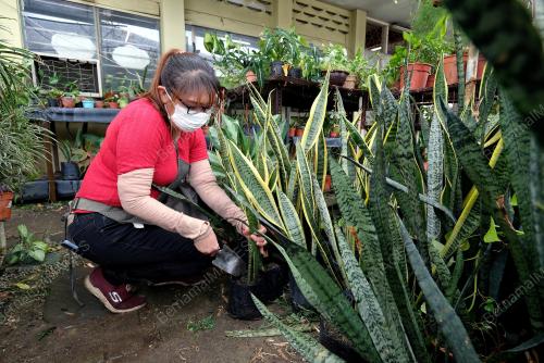 POKOK LIDAH JIN VIRAL