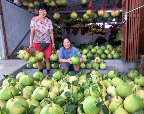 LIMAU TAMBUN