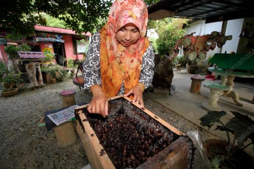 PK01_14062017_MADU_KELULUT