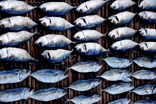 IKAN MASIN