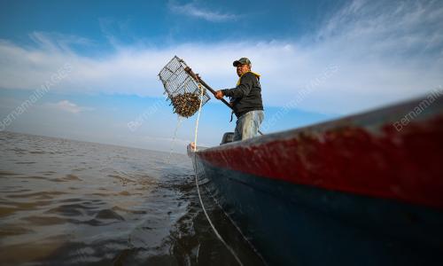 PENGUSAHA KEBUN KERANG LEKIR