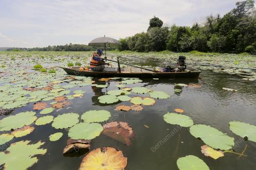 TINJAUAN CUACA PANAS DI TASIK CHENDEROH
