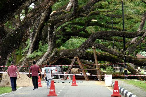 PK01_18102018_POKOK_TUMBANG