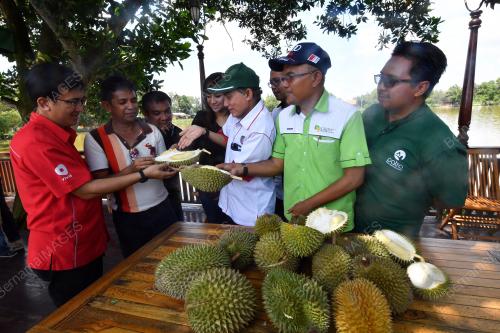 PK01_18112017_AU_DURIAN