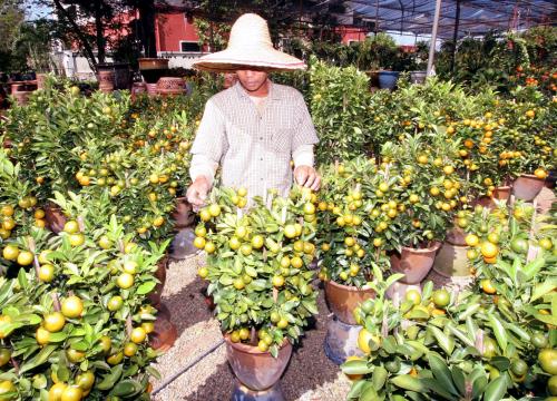POKOK LIMAU PERAYAAN