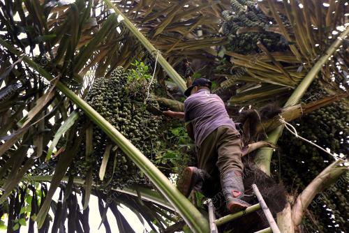PENGUSAHA BUAH KANTOR RIDZUAN TALIB