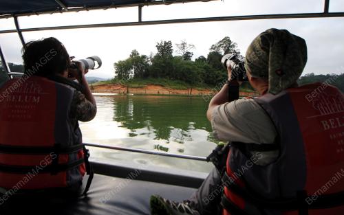 PK01_20092018_HORNBILLL