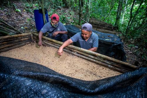 LAWATAN TAPAK KE PROJEK PEMULIHAN LIAR CENDAWAN SUSU RIMAU