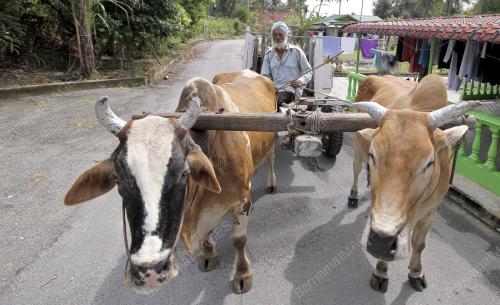 PK01_21072015_LEMBU