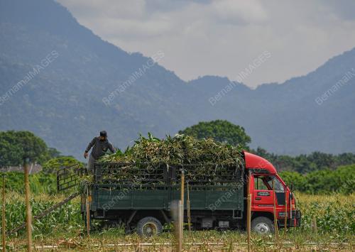 TINJAUN CUACA PANAS DI IPOH