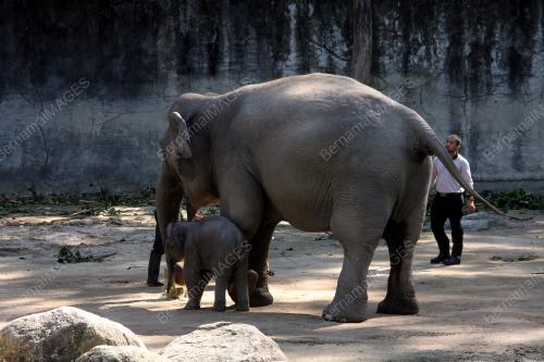 PK01_23012019_GAJAH