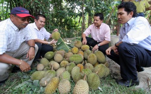 DURIAN