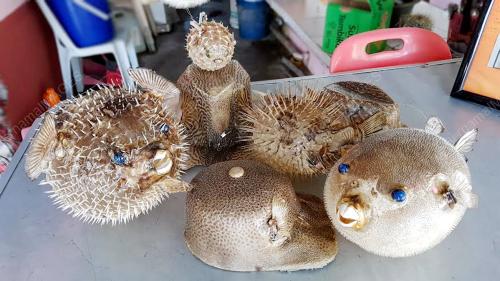 PK01_24072016_IKAN_BUNTAL