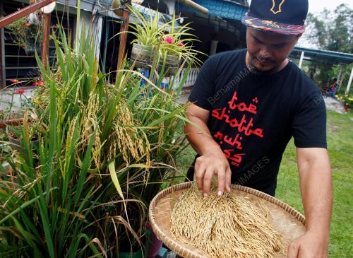 PENANAMAN PADI DI DALAM TONG CAT