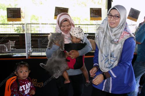 PK01_29122018_KUCING