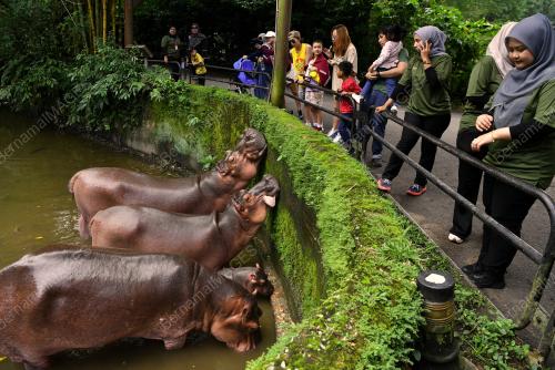 SPESIES BADAK AIR NIL DI ZOO TAIPING