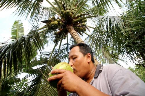 PK01_30032016_AIR_KELAPA