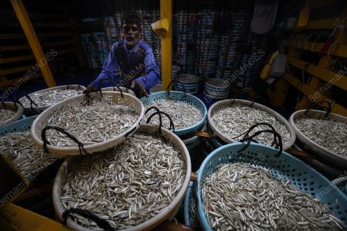 IKAN BILIS MATA BIRU