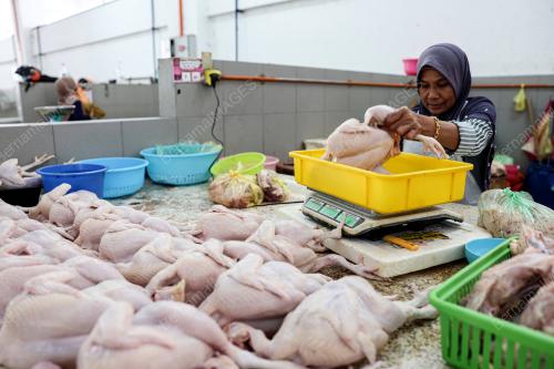 TINJAUAN PENJUALAN AYAM