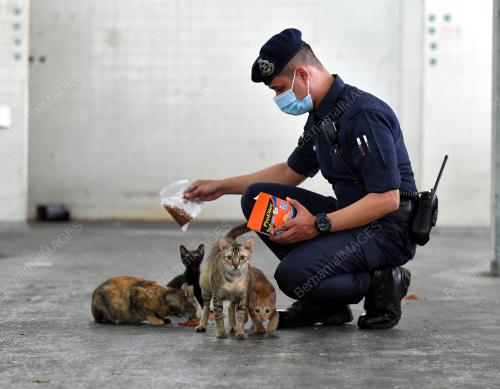 TINJAUAN KUCING JALANAN KETIKA PKP
