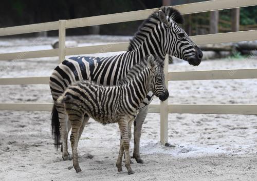 PK02_06102018_ZEBRA