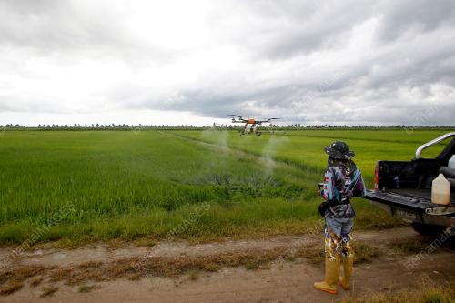 SAWAH BANTUAN