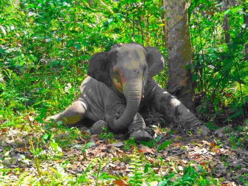 GAJAH