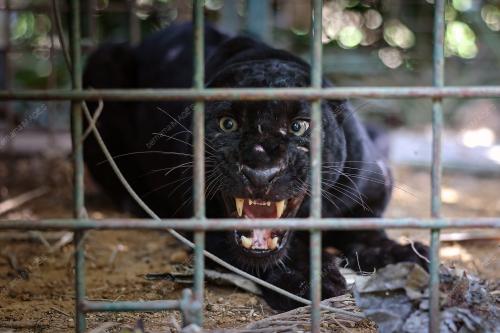 HARIMAU KUMBANG