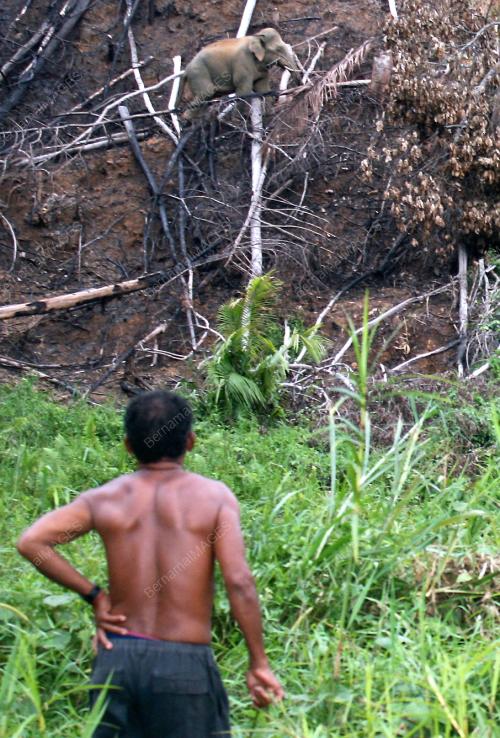 PK02_11052012_GAJAH