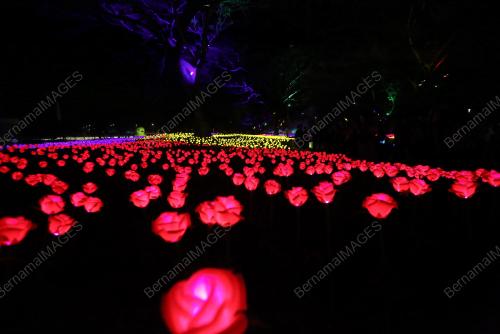 PESTA FLORA BERLAMPU DI SILVERLAKE VILLAGE OUTLET