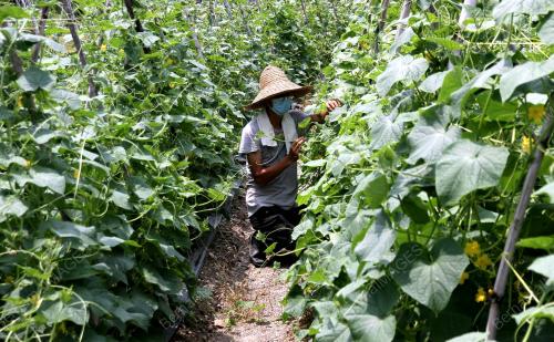 PETANI MENGURUSKAN LADANG