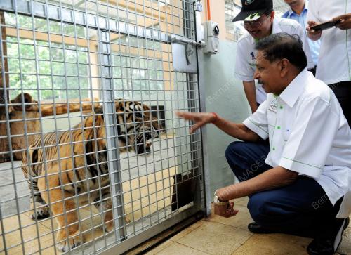PK02_12082014_HARIMAU