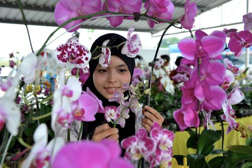 PAMERAN ORKID